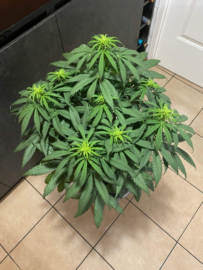 Negra44, Фасовка: 3+3, изображение 2